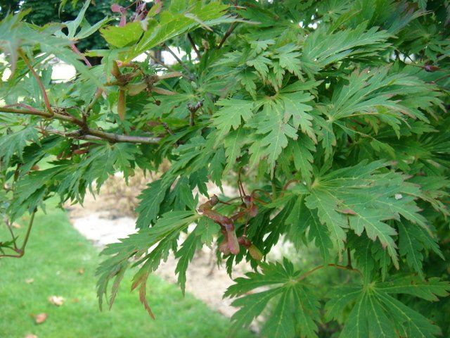 Acer japonicum 'Aconitifolium'